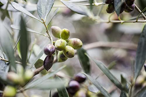 KORRES Olive Hand Cream, Sea Salt, Nourishing and Hydrating Moisturizer with Greek Olive Oil and Antioxidants, For Soft Smooth Skin and Dry Hands, Vegan Skin Care for Women & Men, 2.54 Fl Oz